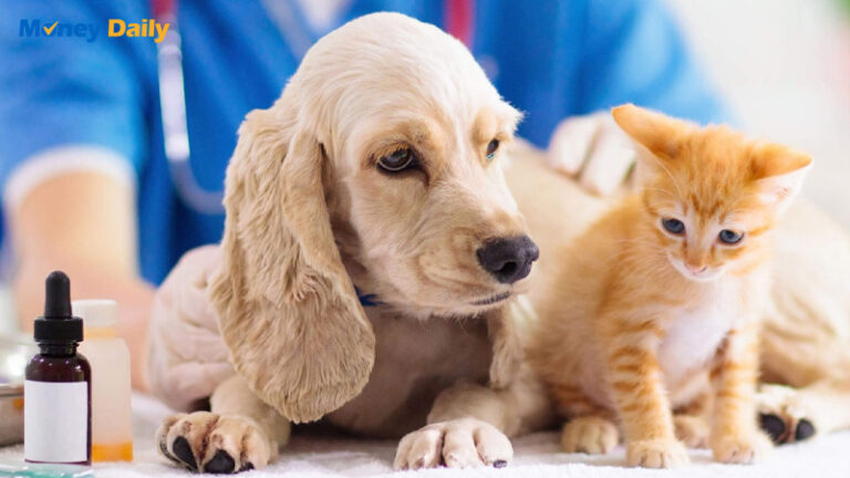 寵物醫生費用大公開：2025年最新收費標準、健檢項目及保險理賠全攻略