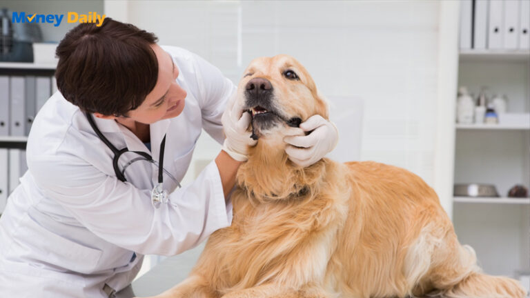 寵物醫生費用全攻略：2025年最新收費標準、醫院選擇與財務準備指南